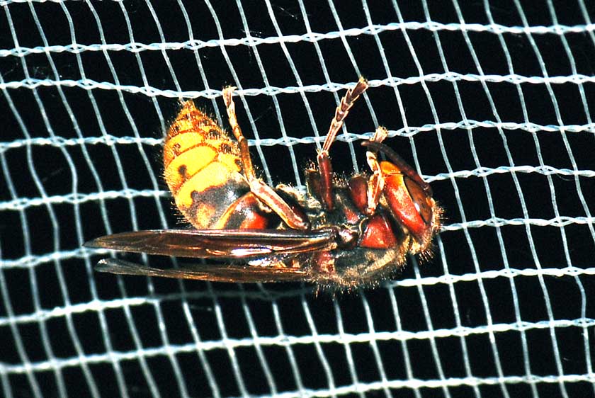 Vespa gigante sui  4,5 cm. Vespa crabro (Vespidae)